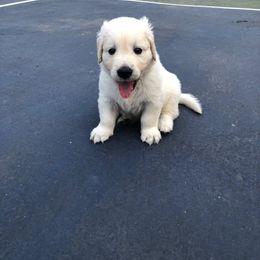 Golden Retriever Puppies from Freedom Retrievers
