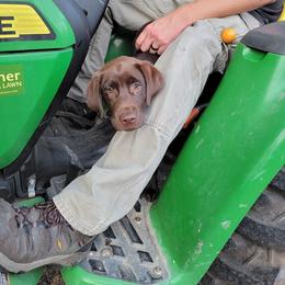 Labrador Retriever Puppies from Rick's Retrievers