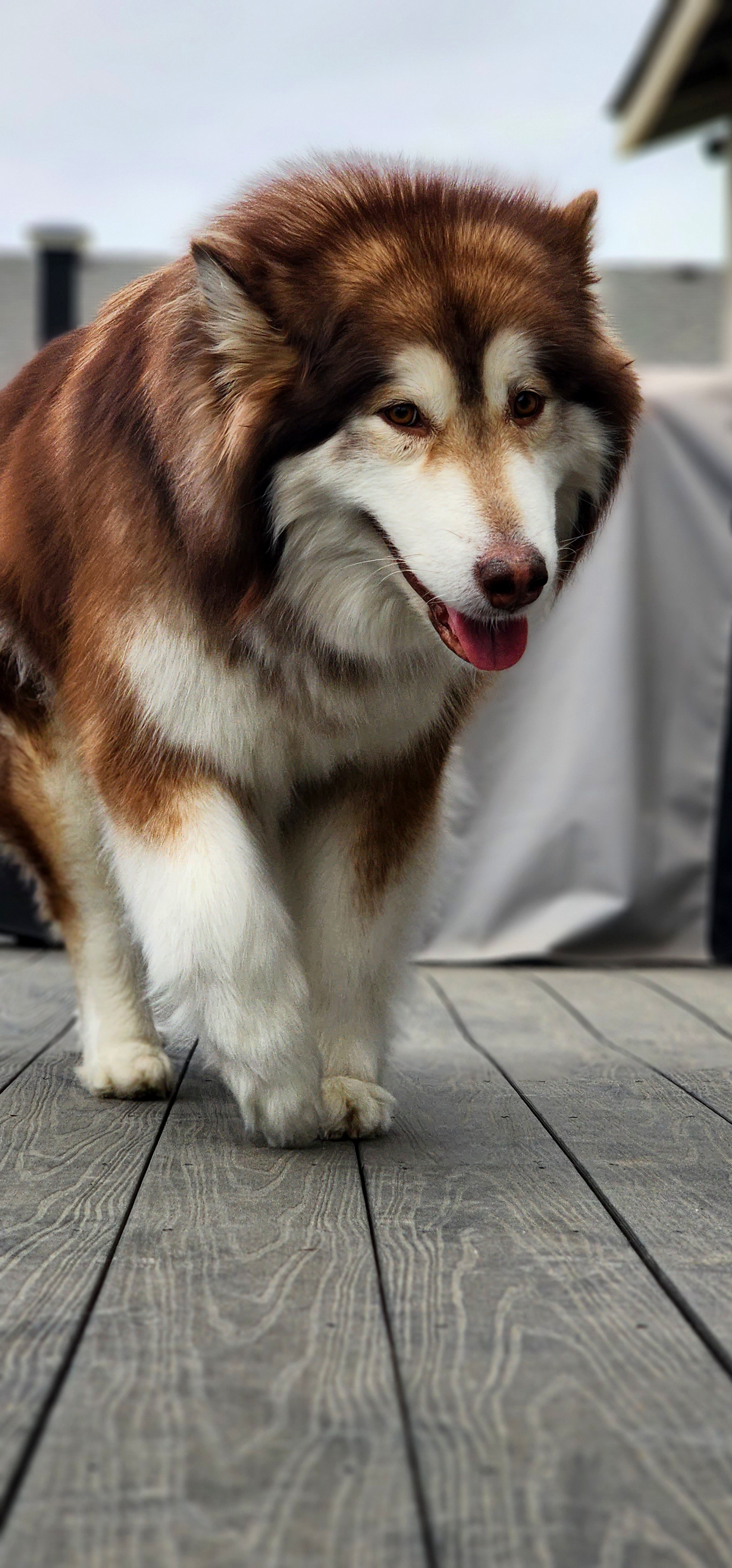 Qi'ra  - Alaskan Malamute