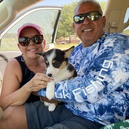 Pembroke Welsh Corgi Puppies from Loves Classic Corgis