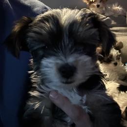Boy 4 - Black and tan male Yorkshire Terrier puppy in Grant Town, West Virginia from Lauren's Yorkshire Terriers