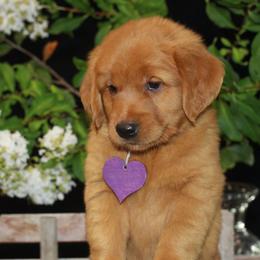 Golden Retriever puppies from Grand Oaks Goldens