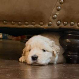 Golden Retriever Puppies from Ray of Sunshine Retrievers