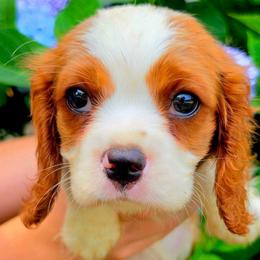 Rio - Blenheim male Cavalier King Charles Spaniel puppy in Watsontown, Pennsylvania from Huntsman Cavaliers