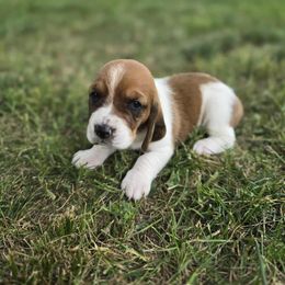 Bernedette - Red and white female Basset Hound puppy in Loysburg,, Pennsylvania from Fisher's Couch Hounds
