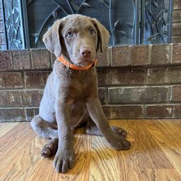 Boy 4 - Light brown male Chesapeake Bay Retriever puppy in Dallas, Texas from Cedar Ridge Chessies