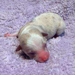 Tempest - Merle female Chihuahua puppy in Seneca, Missouri from Stephanie’s Puppy Colony