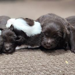 Border Collie puppies from C Horns Ranch Border Collies