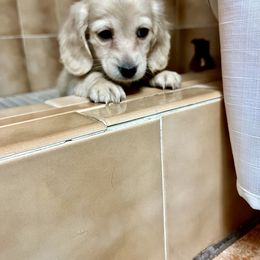 Dachshund Puppies from Island Farms Mimi’s Dachshunds Florida
