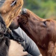 Gordon Setters from SeaGlass Kennels