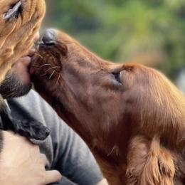 Gordon Setters from SeaGlass Kennels