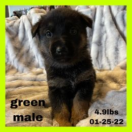 German Shepherd Puppies from Dady Shepherds