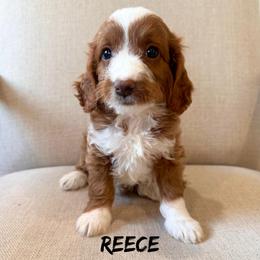 Reece - Red  female Goldendoodle puppy in Glendale, Arizona from Follow Your Bliss Doodles