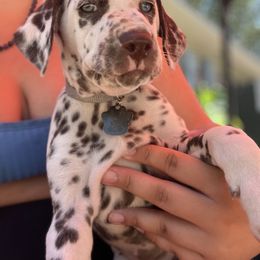 Dalmatian Puppies from Louisiana Roux Dalmatians