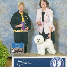Alex - Bichon Frise