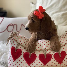 Bernedoodle and Goldendoodle Puppies from Heartfelt GoldenDoodles