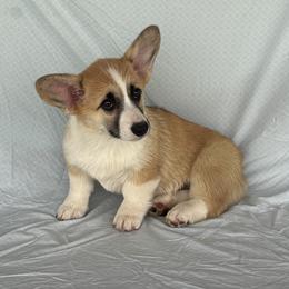 Halo - Red female Pembroke Welsh Corgi puppy in Creston, Iowa from GSF Pembroke Welsh Corgis