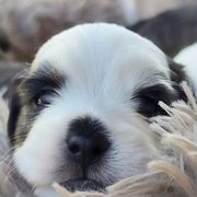 Mal-Shi Puppies from Gemstone Exclusive Pups of Florida