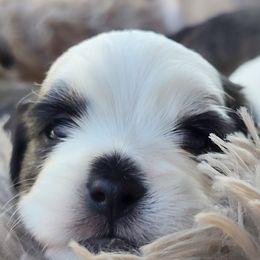 Mal-Shi Puppies from Gemstone Exclusive Pups of Florida