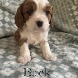 Cavalier King Charles Spaniel Puppies from The Cozy Cavaliers