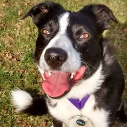 Border Collies and Poodles from Heidi Mendoza