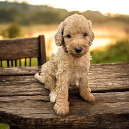 Lady - Apricot female Goldendoodle puppy in Macclenny, Florida from Baker County Goldendoodles