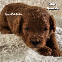 Glory - Red  female Goldendoodle puppy in Peytno, Colorado from Grace N Faith Doodles