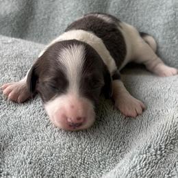 Bluebell - Gray (blue) female Dachshund puppy in Brooksville, Florida from Dip N Doxies