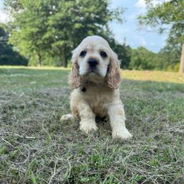 Ollie - Cream male Cocker Spaniel puppy in Lake, Mississippi from MGs Cockers