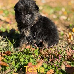 Yellow - Black and red female German Shepherd puppy in Wallkill, New York from Spitze German Shepherds