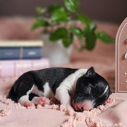 Quill - Black and white female Border Collie puppy in Brooklyn Center, Minnesota from Inspire Performance Dogs