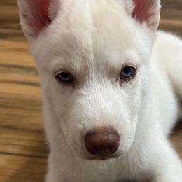 Cloud - White Siberian Husky puppy in California from Lomas Huskies