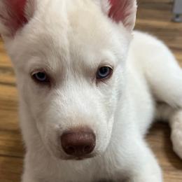 Cloud - White Siberian Husky puppy in California from Lomas Huskies