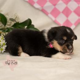 Stella, the Star - Black and tan female Pembroke Welsh Corgi puppy in Keene, Texas from Texas Fluff Butts and Friends