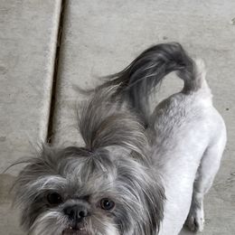 Bluey - Blue male Shih Tzu puppy in Oak Hills, California from High Desert  Shih Tzu