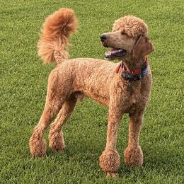 Rueben - Poodle