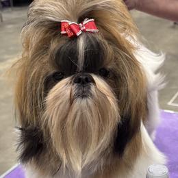 Gladys - Shih Tzu