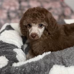 Jasper Silver Beige - Silver-beige  male Poodle puppy in Franklin Park, Illinois from Windy City Majestic Toy Poodles