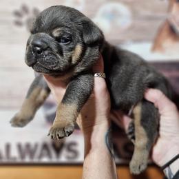 Bulldog, Doberman Pinscher, and French Bulldog Puppies from Snapp Valley Bulldogs