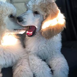 Poodle Puppies from Magic Standards Standard Poodles