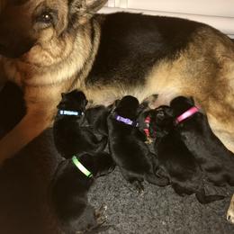 German Shepherd Puppies from Central Coast German Shepherds