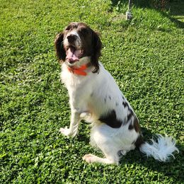English Springer Spaniels from Jackpine Forest Springers