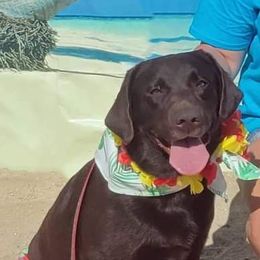 Pistol - Labrador Retriever