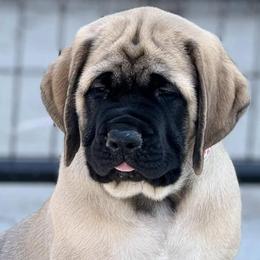 Great Danes and Mastiffs from Sherwood Mastiffs