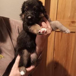 Nala rae red collar - Black and tan female German Shepherd puppy in Nye, Montana from Duke AKC Shepherds