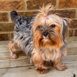 Minnie - Yorkshire Terrier