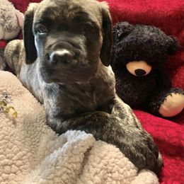Mastiff Puppies from Eagle Pond Mastiffs