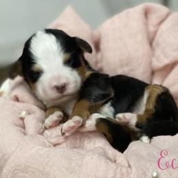 Echo - Tri-color female Bernedoodle puppy in Henry, Illinois from Rowe Farms Doodles