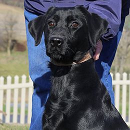 Labrador Retriever All Grown Up from Larke Lab Kennels