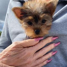 Pomeranian and Yorkshire Terrier Puppies from Chasing Rainbows Yorkies